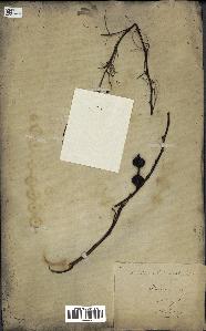 spécimen de Acacia nilotica