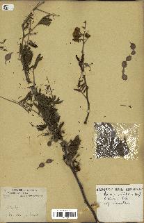 spécimen de Acacia nilotica