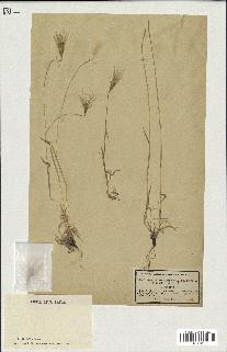 spécimen de Triticum ovatum