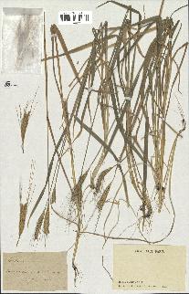 spécimen de Triticum monococcum