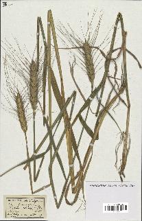 spécimen de Triticum sativum