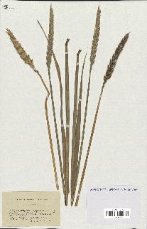 spécimen de Triticum sativum