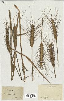 spécimen de Triticum aestivum