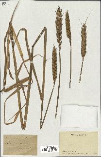 spécimen de Triticum aestivum