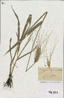 spécimen de Triticum durum