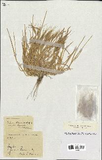 spécimen de Triticum triunciale