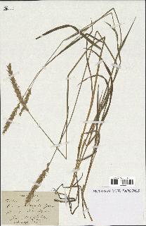 spécimen de Triticum repens