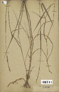 spécimen de Triticum repens