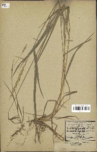 spécimen de Triticum repens