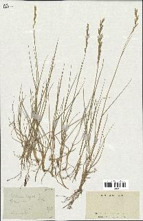 spécimen de Triticum repens