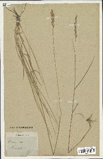 spécimen de Triticum repens