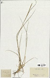 spécimen de Triticum repens