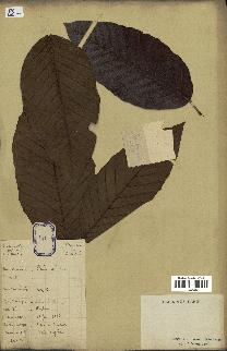 spécimen de Dipterocarpus alatus