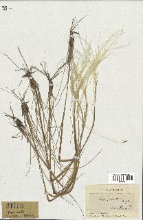 spécimen de Stipa pennata