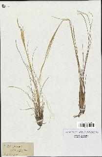 spécimen de Stipa pennata