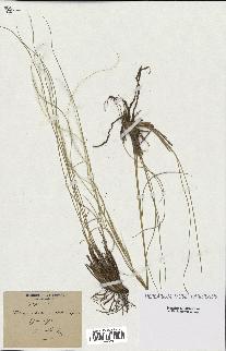 spécimen de Stipa pennata