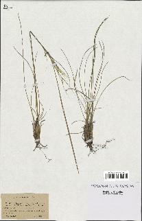 spécimen de Stipa pennata