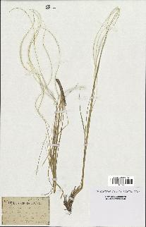 spécimen de Stipa pennata