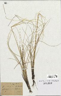 spécimen de Stipa pennata