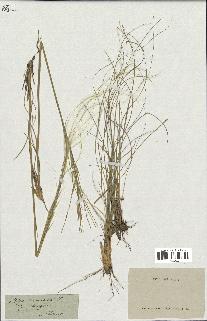 spécimen de Stipa pennata