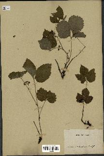 spécimen de Rubus saxatilis