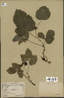 spécimen de Rubus saxatilis