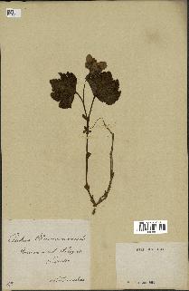 spécimen de Rubus chamaemorus