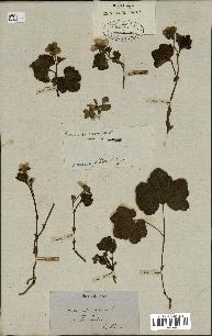 spécimen de Rubus chamaemorus