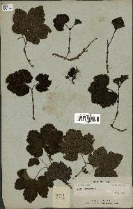 spécimen de Rubus chamaemorus