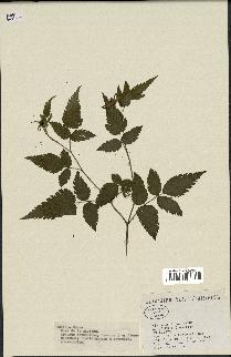 spécimen de Rubus sp.