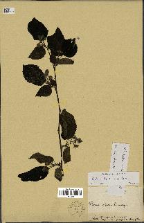 spécimen de Rubus sp.