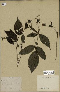 spécimen de Rubus sp.