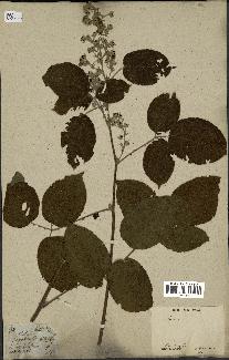 spécimen de Rubus sp.
