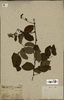 spécimen de Rubus sp.