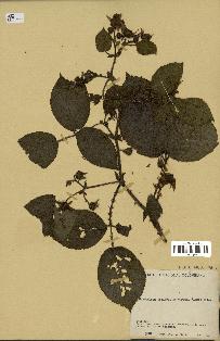 spécimen de Rubus sp.