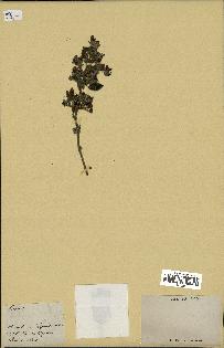 spécimen de Rubus sp.
