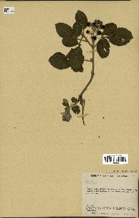 spécimen de Rubus sp.