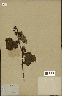 spécimen de Rubus sp.