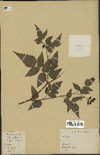 spécimen de Rubus sp.