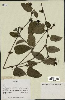 spécimen de Rubus sp.