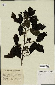 spécimen de Rubus sp.
