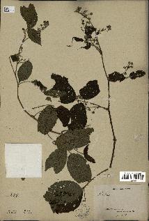 spécimen de Rubus sp.