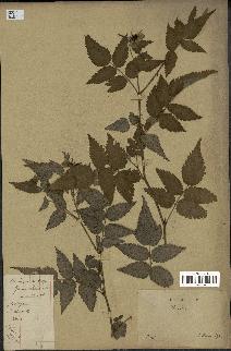 spécimen de Rubus sp.
