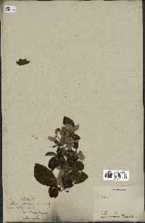spécimen de Rubus sp.