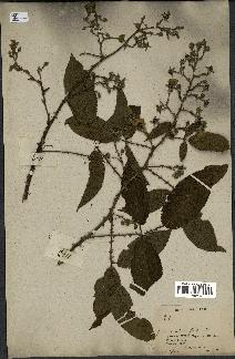 spécimen de Rubus sp.