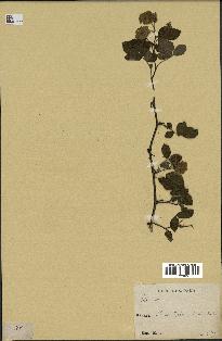 spécimen de Rubus sp.