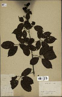 spécimen de Rubus sp.