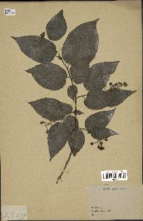 spécimen de Rubus sp.