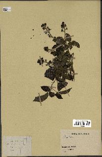 spécimen de Rubus sp.