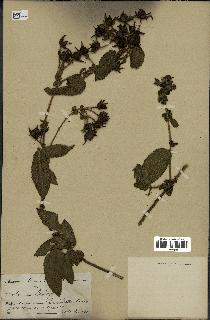 spécimen de Rubus sp.